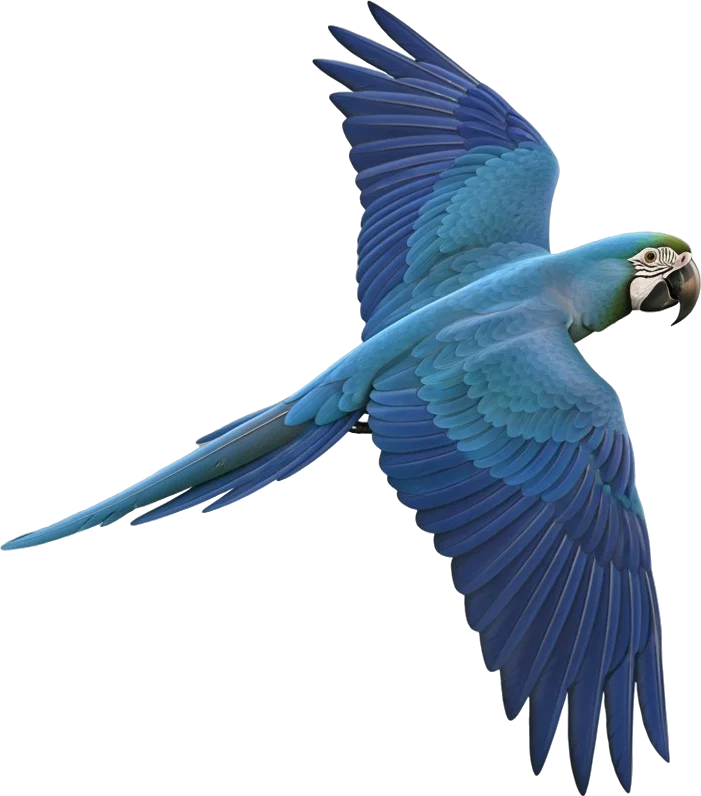 Flying Spix's Macaw